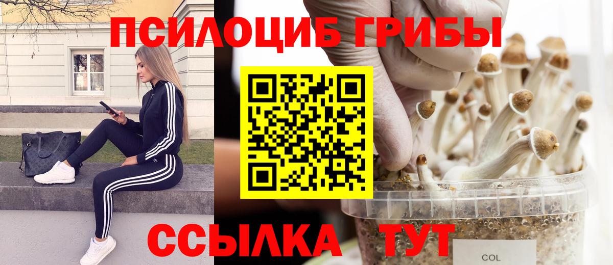 Черкесск  Псилоцибиновые грибы прущие грибы  Вход с VPN 