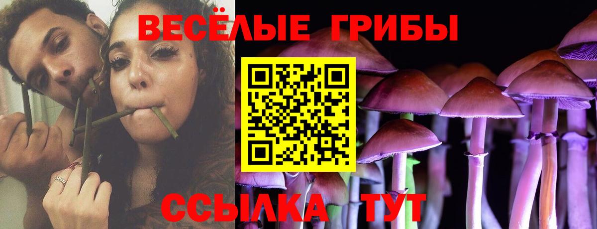 Псилоцибиновые грибы Psilocybine cubensis  Черкесск 